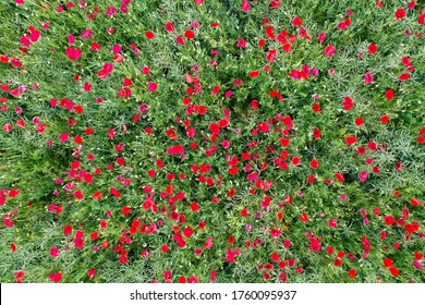 Breathtaking Beautiful Aerial Views Of Poppy Flowers Growing In A Rapeseed Field. Aerial View Of The Drone From Above. Green Background With Red Flowers.