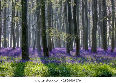 Breathtaking bluebell woodland in the morning sunlight