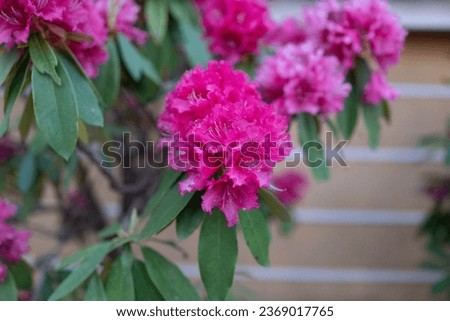 A breathtaking display of nature's vibrancy, this photograph showcases the radiant beauty of a shocking pink rhododendron in full bloom. 