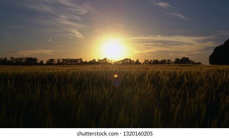 Breathtaking landscape at countryside sunset. Paysage on the field with young small growing wheat around beautiful big trees. View of the sunset in the evening sky
