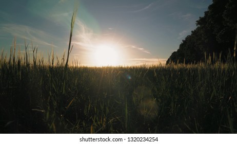 Breathtaking landscape at countryside sunset. Paysage on the field with young small growing wheat around beautiful big trees. View of the sunset in the evening sky