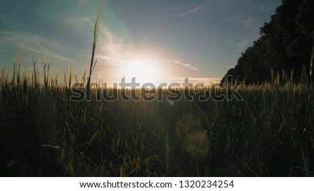 Dune grass in the evening sun