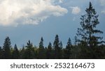 A breathtaking landscape with dramatic cloud formations hovering over a dense pine forest. The interplay of light and shadow creates stunning contrasts that highlight the majesty of nature.