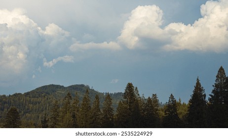 A breathtaking landscape with dramatic cloud formations hovering over a dense pine forest. The interplay of light and shadow creates stunning contrasts that highlight the majesty of nature.