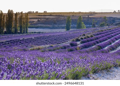 Breathtaking Lavender Fields in Spain in Full Bloom