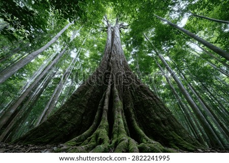 A breathtaking low-angle view of an ancient, colossal tree with prominent buttress roots, surrounded by the vibrant green foliage of a dense rainforest.