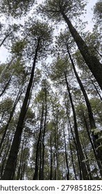 A breathtaking low-angle view of towering pine trees stretching toward the sky, creating a natural canopy in a peaceful forest. This captivating woodland scene highlights the beauty, scale, and serenity of nature's towering landscapes.