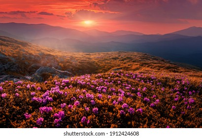 Sunrise Mountain Flowers Images, Stock Photos & Vectors 