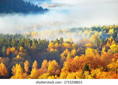 Breathtaking panoramic aerial view of the hills of colorful red, orange and yellow trees in a mixed coniferous forest in a morning fog. Fairy autumn landscape. Gauja national park, Sigulda, Latvia