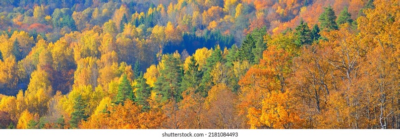 Breathtaking panoramic aerial view of the hills of colorful red, orange and yellow trees in a mixed coniferous forest in a morning haze. Fairy autumn landscape. Gauja national park, Sigulda, Latvia