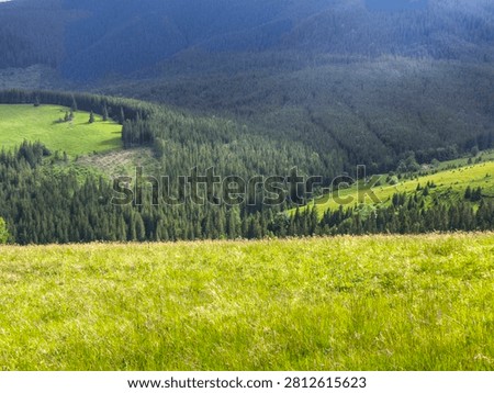 Breathtaking panoramic view of lush evergreen forests and sunlit mountain meadows stretching across rolling hills in the Carpathian Mountains. A lone hiker stands in the distance, emphasizing the scale and tranquility of the pristine wilderness. Perfect for travel, hiking, outdoor adventure, environmental, and nature conservation themes.
