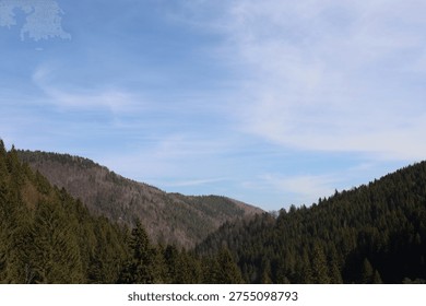 A breathtaking panoramic view of a mountain range covered in dense evergreen forests. Rolling hills stretch into the distance beneath a clear sky with soft, wispy clouds. The lush coniferous trees create a rich green texture across the landscape, capturing the serenity and untouched beauty of nature. Perfect for themes related to wilderness, ecology, travel, outdoor adventure, and environmental conservation.