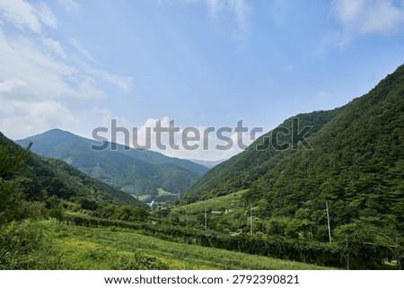     A breathtaking panoramic view of a native hardy kiwi (tarae) orchard nestled in a pristine mountain valley. The lush, vibrant green foliage of the orchard thrives under a clear blue sky dotted with soft white clouds, surrounded by densely forested mountains. This picturesque, heaven-sent natural environment perfectly illustrates the ideal, unpolluted growing conditions for authentic and healthy agricultural products.                           