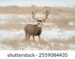 A breathtaking photo of a mule deer standing gracefully in a snowy forest, showcasing its majestic antlers, thick winter coat, and serene presence. Perfect for wildlife and winter-themed photography