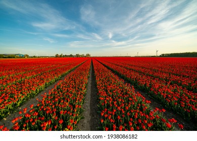 Breathtaking Red Tulip Field in Full Bloom Against Dutch Sky