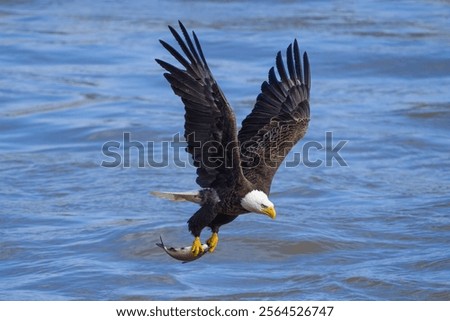 A breathtaking shot of a bald eagle in flight fishing