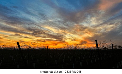 A breathtaking sunset casts a warm glow over a sprawling vineyard, with a rustic barbed wire fence standing prominently in the foreground - Powered by Shutterstock