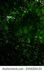 A breathtaking upward view of a tree, fully covered with lush green, dark green leaves. The intricate branches form a natural canopy, showcasing the beauty of nature and serenity. Attractive and Calm.