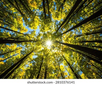 A breathtaking view from below looking up through a dense forest canopy in autumn, with the sun shining brightly through the colorful leaves.