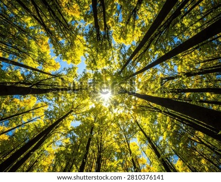 A breathtaking view from below looking up through a dense forest canopy in autumn, with the sun shining brightly through the colorful leaves.
