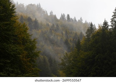 A breathtaking view of dense trees in the forest on a smoggy day