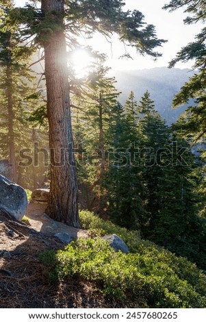 breathtaking view into the forest of emerald bay in Lake Tahoe at sunset, california