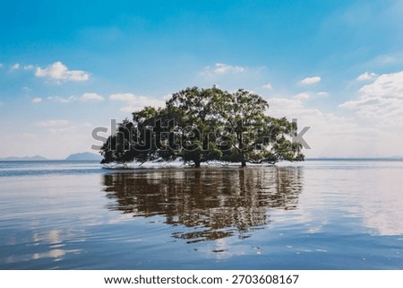 A breathtaking view of a lone tree growing in the middle of the water at Chumphon Province, Thailand. The scene captures the beauty of nature's resilience.