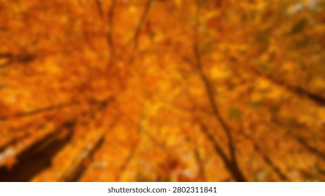 A breathtaking view looking up into a dense canopy of trees adorned with vibrant autumn foliage in warm golden and orange hues, creating a stunning natural spectacle.