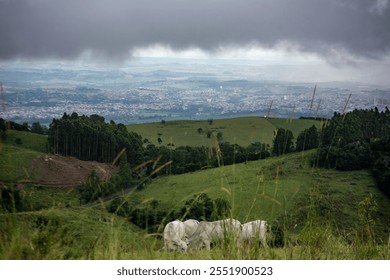 A breathtaking view of the Mantiqueira mountain range with a distant city skyline, capturing rolling hills, green landscapes, and soft mist in the background. - Powered by Shutterstock