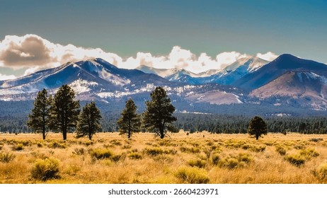 A breathtaking view of soft clouds covering the snowy peaks of tall mountains in a vast yellow field
