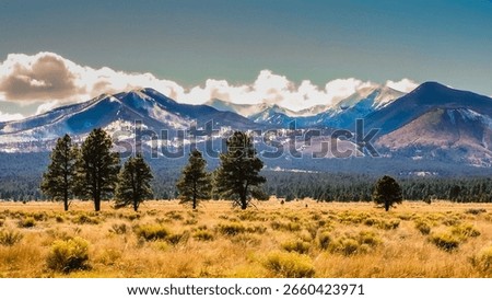 A breathtaking view of soft clouds covering the snowy peaks of tall mountains in a vast yellow field