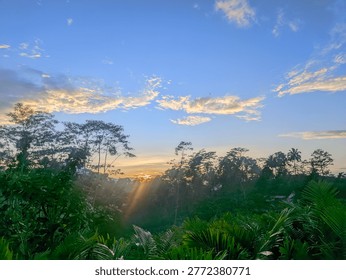 A breathtaking view of the sun setting over a dense, verdant forest, casting a warm golden glow across the landscape.