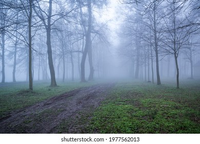 A breathtaking view of the trees captured in the middle of a misty forest