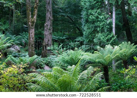 Breathtaking view of tropical garden with tree ferns (Cyatheales) and giant trees on gloomy day. Queen's Fern Valley, Pena Park, Sintra - Cascais Natural Park, Lisbon Region, Portugal, Europe.