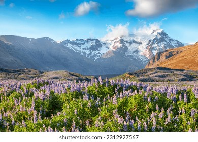 Breathtaking view of typical Icelandic landscape with field of blooming lupine flowers next to the mountains. Location Skaftafell National Park, Iceland, Europe.