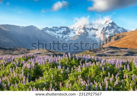 Breathtaking view of typical Icelandic landscape with field of blooming lupine flowers next to the mountains. Location Skaftafell National Park, Iceland, Europe.