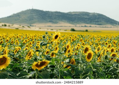 A breathtaking view of a vast sunflower field in full bloom under a clear sky, capturing the vibrant yellow petals and lush green leaves of the sunflowers. The landscape showcases the beauty of nature - Powered by Shutterstock