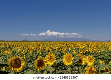 A breathtaking view of a vast sunflower field in full bloom under a clear sky, capturing the vibrant yellow petals and lush green leaves of the sunflowers.  - Powered by Shutterstock