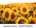 A breathtaking view of yellow sunflowers in the rays of sunlight. Ukraine agrarian region, Europe. Ecology concept. Industry of agronomy. Photo wallpaper. Image of cultivation land. Beauty of earth.