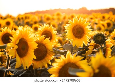 A breathtaking view of yellow sunflowers in the rays of sunlight. Ukraine agrarian region, Europe. Ecology concept. Industry of agronomy. Photo wallpaper. Image of cultivation land. Beauty of earth. - Powered by Shutterstock