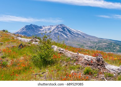 The breathtaking views of the volcano and amazing valley of flowers. Harry's Ridge Trail. Mount St Helens National Park, South Cascades in Washington State, USA - Shutterstock ID 689529385