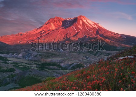 The breathtaking views of the volcano and amazing valley of flowers. Harry's Ridge Trail. Mount St Helens National Park, South Cascades in Washington State, USA
A mountain slope is filled wildflowers.