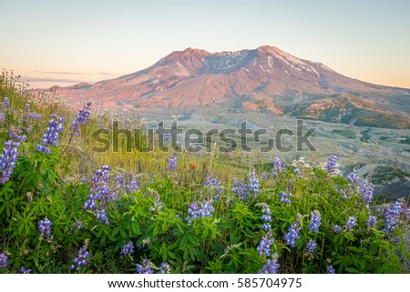 The breathtaking views of the volcano at sunset. The last rays of the sun illuminate a large crater. Loowit Viewpoint, Mount St Helens National Park, West Part, South Cascades in Washington State, USA