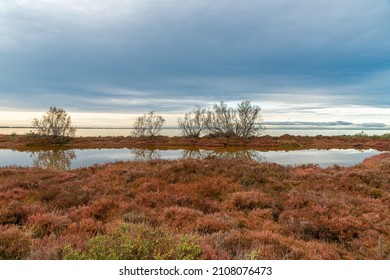 Breathtaking Winter Landscape In The Badlands Of Camargue France