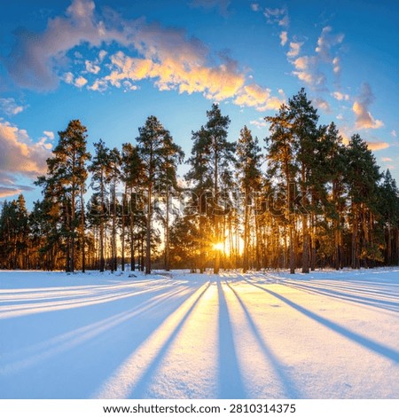 A breathtaking winter scene with the sun setting behind a dense forest of pine trees, casting long shadows across a snow-covered field.