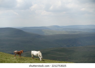 Brecon Beacons Horseshoe Ridge Walk Wild Horse Grazing On Hills In Wales With Foal. Cloudy Background.