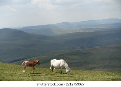 Brecon Beacons Horseshoe Ridge Walk Wild Horse Grazing On Hills In Wales With Foal. Cloudy Background.