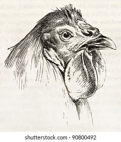 Breda chicken head old illustration. Created by Jacque and Lavieille, published on Merveilles de la Nature, Bailliere et fils, Paris, ca. 1878