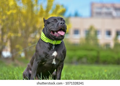 Breed American Bully 9 Months Old Stock Photo (Edit Now) 1124054948