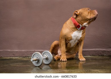 Breed American Bully dog with dumbbell.